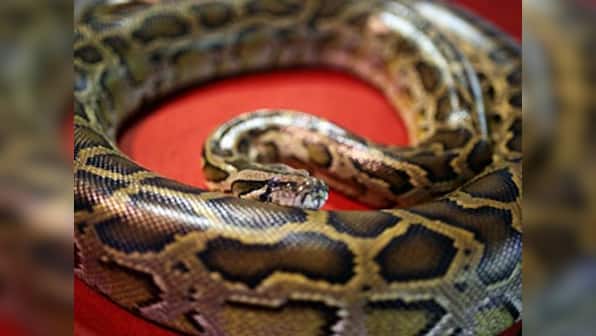 Indonesian woman who went missing found inside seven-metre-long Python in Muna island