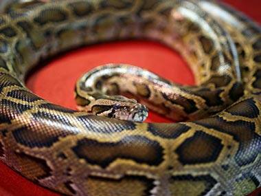 Indonesian woman who went missing found inside seven-metre-long Python in Muna island