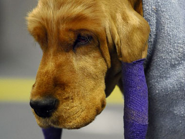 Research shows dogs can sniff out ovarian cancer Research shows dogs can sniff out ovarian cancer