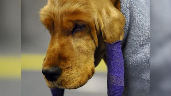 Research shows dogs can sniff out ovarian cancer