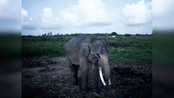 Thai police seize 14 elephants after their ids found to be fake