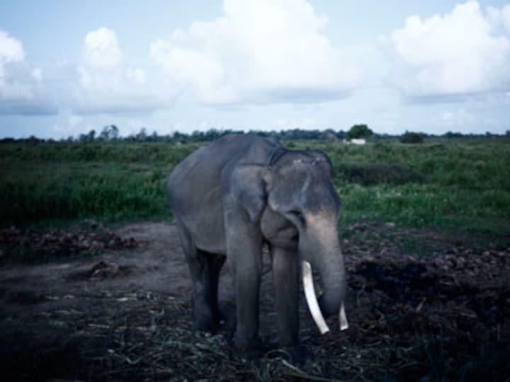 Elephant tramples man to death in Odisha