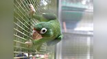 Endangered Puerto Rican parrot makes major comeback