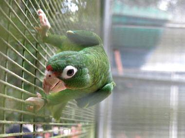 Endangered Puerto Rican parrot makes major comeback