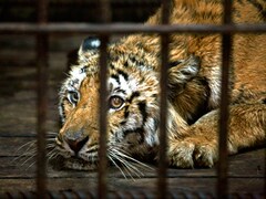 Now, Kolkata zoo lets you adopt your own royal Bengal tiger-Living News ,  Firstpost