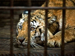 Now, Kolkata zoo lets you adopt your own royal Bengal tiger-Living News , Firstpost Now, Kolkata zoo lets you adopt your own royal Bengal tiger-Living News , Firstpost