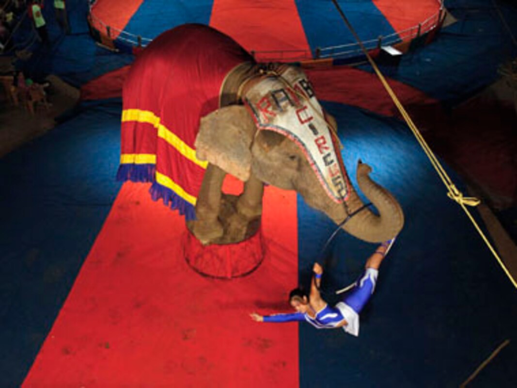 Ban animals in circuses, says govt body; owners cry foul-India News ,  Firstpost