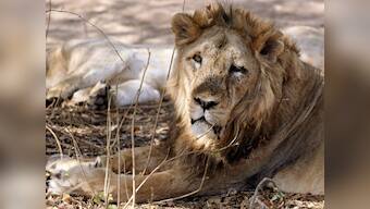 Passerby manages to capture lion roaming streets of Kuwait