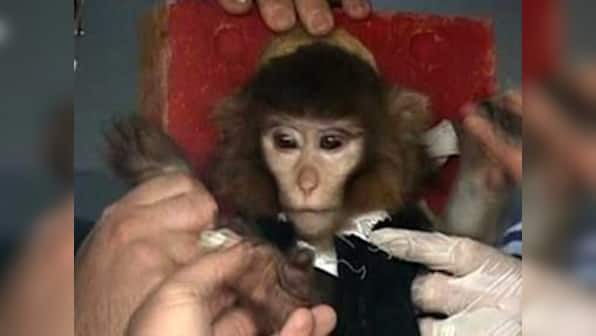 Iran to send second monkey into space aboard 'Pigsham II'