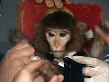 Iran to send second monkey into space aboard 'Pigsham II'