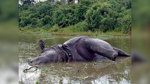 After losing 24 rhinos, Kaziranga gets just Rs 1 lakh for info on poachers