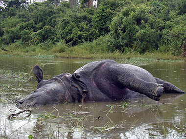 Assam floods: Over 140 animal carcasses found at Kaziranga National Park Assam floods: Over 140 animal carcasses found at Kaziranga National Park