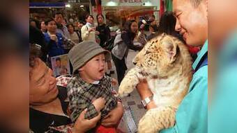 Liger Hercules enters Guinness Records for giant size