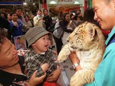 Liger Hercules enters Guinness Records for giant size Liger Hercules enters Guinness Records for giant size