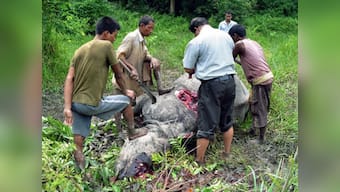 Rising Rhino toll: Another killed at Kaziranga National Park