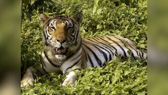 Uttarakhand's Rajaji Park likely to become tiger reserve in a month  