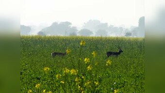 9 blackbucks die due to unknown ailment in Raipur Zoo