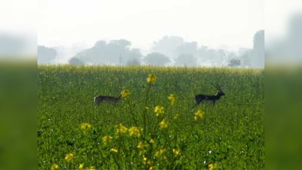9 blackbucks die due to unknown ailment in Raipur Zoo