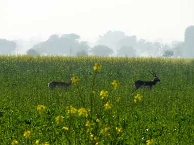 Man-animal conflict: Stop testing India’s traditional tolerance for wildlife Man-animal conflict: Stop testing India’s traditional tolerance for wildlife