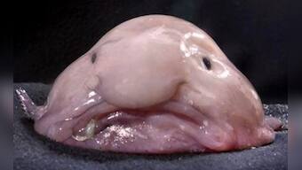 'Grumpy looking' endangered Blobfish voted world's ugliest animal