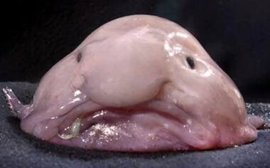 'Grumpy looking' endangered Blobfish voted world's ugliest animal