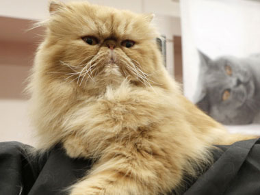 After a monkey, Iran mulls sending Persian cat into space After a monkey, Iran mulls sending Persian cat into space