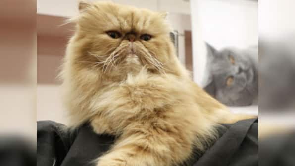 After a monkey, Iran mulls sending Persian cat into space