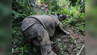 Kaziranga: Another rhino killed taking toll to 31 this year