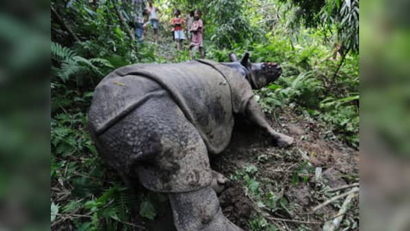 Kaziranga: Another rhino killed taking toll to 31 this year