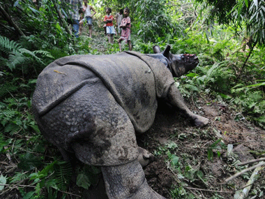 Kaziranga: Another rhino killed taking toll to 31 this year Kaziranga: Another rhino killed taking toll to 31 this year