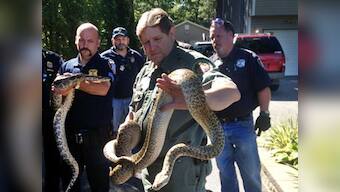 850 snakes found in US man's house