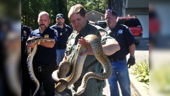 850 snakes found in US man's house