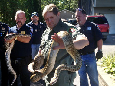 850 snakes found in US man's house 850 snakes found in US man's house