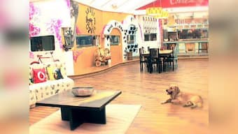 Bigg Boss goes to the dogs. Bechara dog.