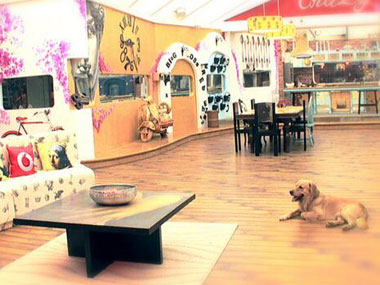 Bigg Boss goes to the dogs. Bechara dog. Bigg Boss goes to the dogs. Bechara dog.