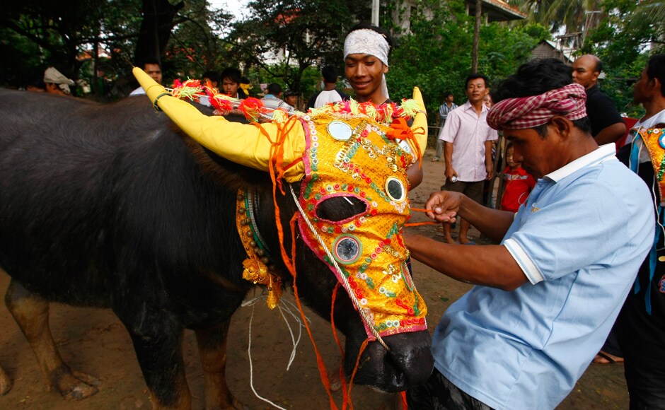 Cambodians decorate their water buffalo before a race at Preah Vihear Sour pagoda in Kandal province, northeast of Phnom Penh, Cambodia on Friday, Oct. 4, 2013. Residents of the village on Friday held the annual water buffalo race to mark the end of the traditional celebration widely known in Cambodia as Festival for the Dead. (AP Photo/Heng Sinith) Cambodians decorate their water buffalo before a race at Preah Vihear Sour pagoda in Kandal province, northeast of Phnom Penh, Cambodia on Friday, Oct. 4, 2013. Residents of the village on Friday held the annual water buffalo race to mark the end of the traditional celebration widely known in Cambodia as Festival for the Dead. (AP Photo/Heng Sinith)