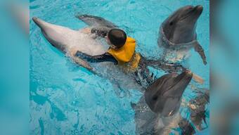 India bans dolphin shows but what about other less 'intelligent' species?
