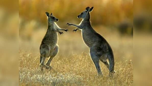 Watch: Kangaroo enters bar in Australia, here's how internet reacted