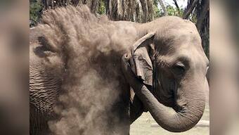 Karnataka's decision to catch elephants in Hassan district is laudable 