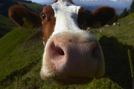 Argentine scientists tap cow burps for natural gas Argentine scientists tap cow burps for natural gas