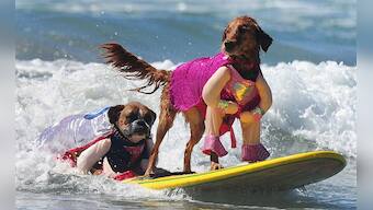 Photos: California's dogs go surfing at the annual 5th Surf Dog competition