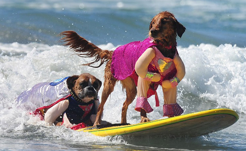Photos: California's dogs go surfing at the annual 5th Surf Dog competition Photos: California's dogs go surfing at the annual 5th Surf Dog competition