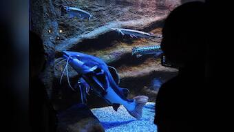 New species of giant Amazon fish discovered in Brazil