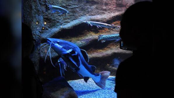 New species of giant Amazon fish discovered in Brazil