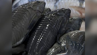 Catfish native to S-America found in Shillong lake, villagers baffled