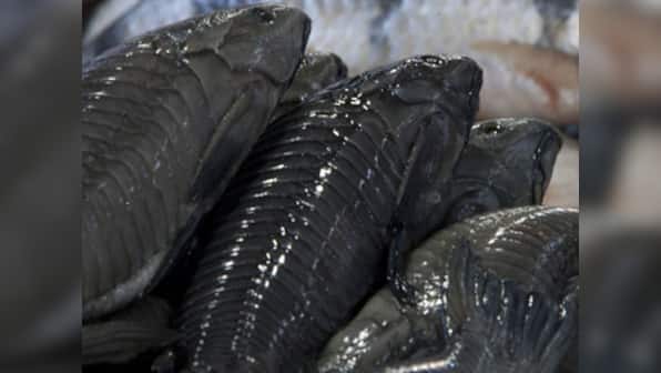 Catfish native to S-America found in Shillong lake, villagers baffled