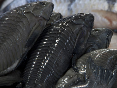 Catfish native to S-America found in Shillong lake, villagers baffled Catfish native to S-America found in Shillong lake, villagers baffled