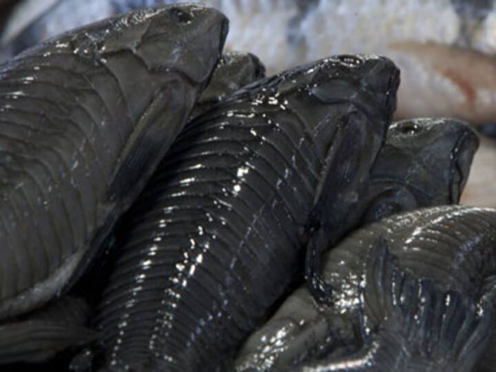 Catfish native to S-America found in Shillong lake, villagers baffled Catfish native to S-America found in Shillong lake, villagers baffled