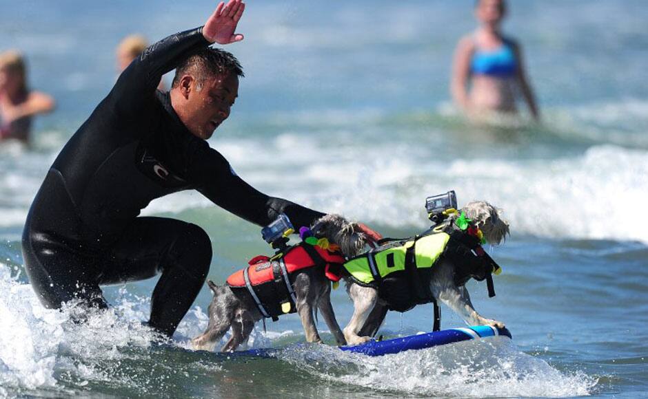 Photos California's dogs go surfing at the annual 5th Surf Dog