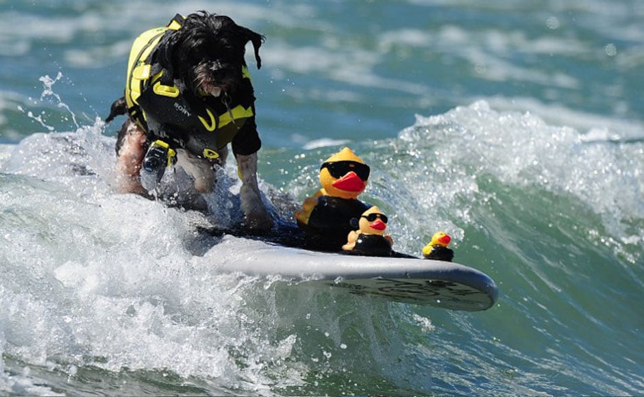 Photos: California's dogs go surfing at the annual 5th Surf Dog ...